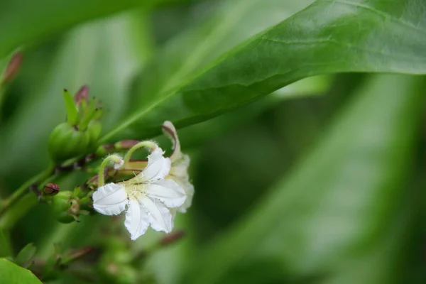 Uma Flor Branca Praia Naupaka Borrão Verde Folhas Fundo Tailândia — Fotografia de Stock