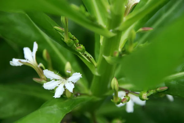 Λευκό Λουλούδι Της Παραλίας Naupaka Και Θαμπάδα Πράσινο Υποκατάστημα Ταϊλάνδη — Φωτογραφία Αρχείου