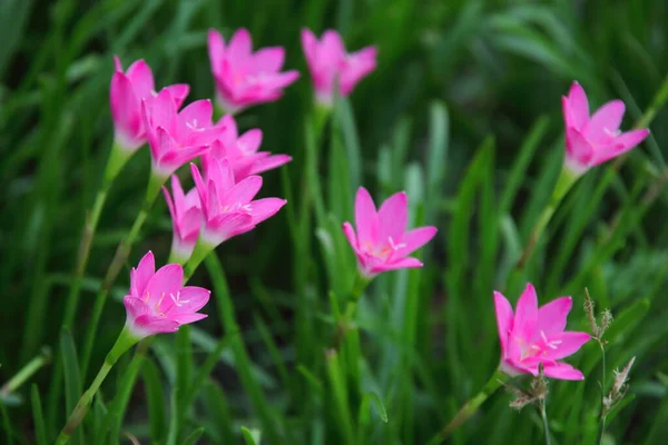 Fleurs Rose Vif Lys Pluie Zephyranthes Lys Fond Feuilles Vert — Photo