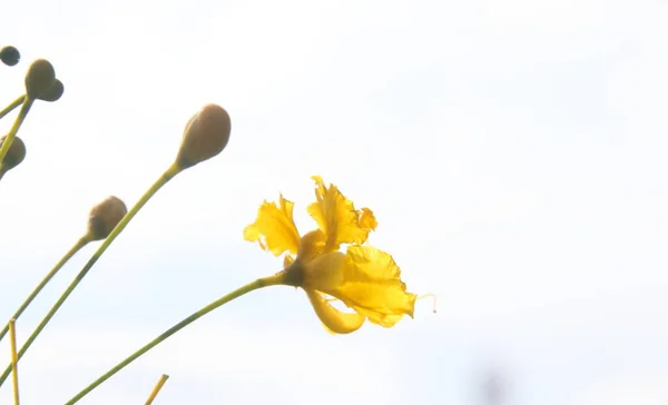 Una Flor Amarilla Brotes Del Árbol Llama Royal Poinciana Fondo — Foto de Stock