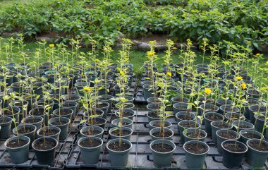 Gri plastik kaplarda genç ayçiçeği ağacı plastik tabakta büyüyor ve arka planda bulanık yeşil yapraklar var..