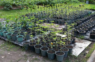 Sırayla büyüyen gri plastik kaplarda genç ayçiçeği ağacı, plastik tabakta saksılar ve yerde çömlekler..