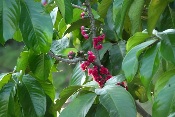 Яскрава Рожева Квітка Малайського Яблука Лежить Гілці Розмите Темно Зелене — стокове фото