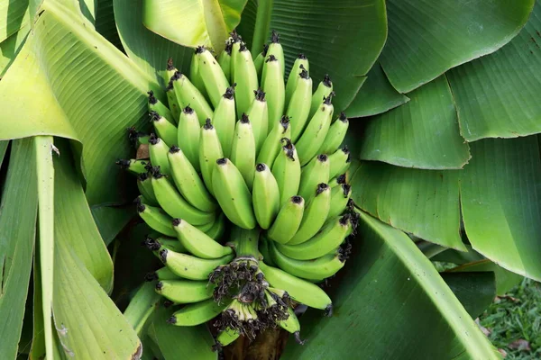 バナナの若い果物のグループと濃い緑色の葉の背景に バナナはタイ料理の果物や食材です — ストック写真