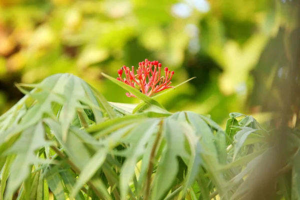 Rote Blüten Von Jatropha Multifida Samen Auf Zweigen Und Verwischen — Stockfoto