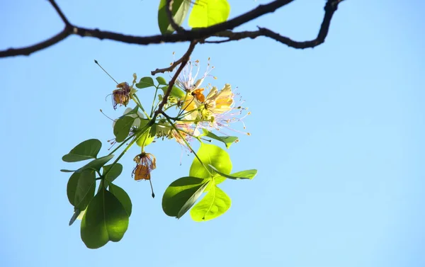 Flower Crateva Blooming Twig Branch Green Leaves Light Blue Sky — Stock Photo, Image