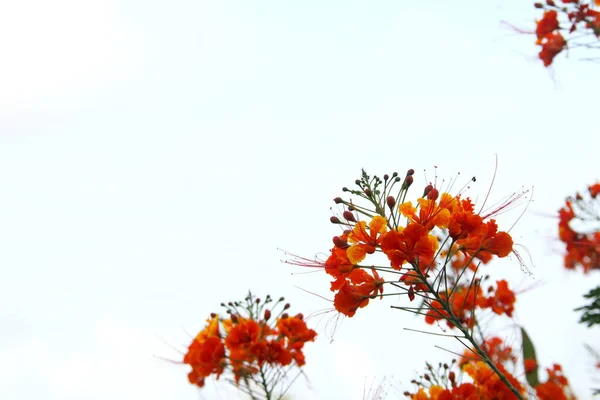 火焰树或皇家尖塔的橙花和芽在刷子和白天的背景上 — 图库照片