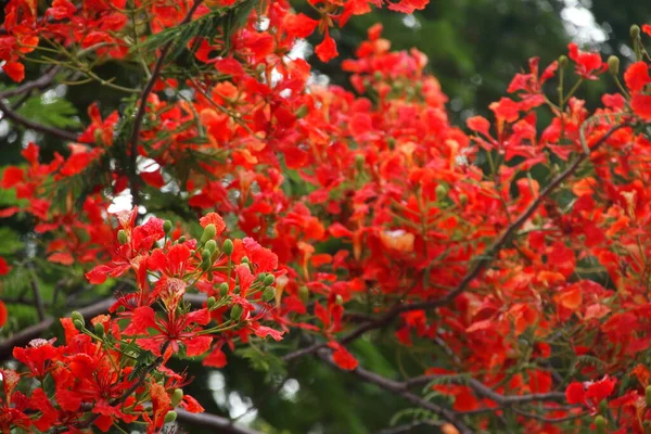 Rote Blüten Des Flammenbaums Oder Royal Poinciana Sind Auf Pinseln — Stockfoto