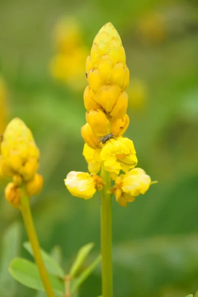 Ramo Amarillo Brotes Flores Acapulo Fondo Borroso Naturaleza Tailandia Otro — Foto de Stock