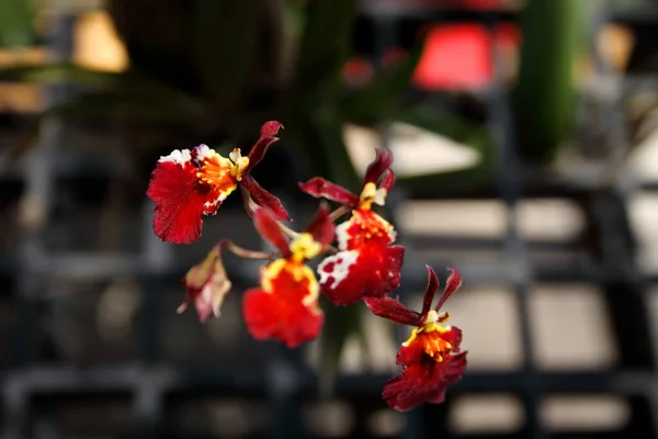 Helle Rote Oncidium Orchidee Blume Der Tanzenden Dame Orchidee Oder — Stockfoto