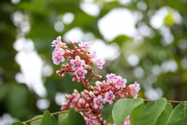 Vaaleanpunaiset Violetit Kukat Starfruit Tai Karambola Haara Hämärtää Vihreät Lehdet — kuvapankkivalokuva