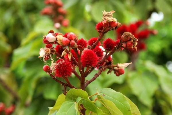 Leuchtend Rote Junge Früchte Von Achiote Baum Oder Annatto Baum — Stockfoto