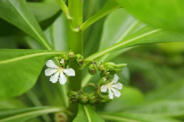 Flor Branca Praia Naupaka Desfoque Verde Jovem Fruta Fundo Ramo — Fotografia de Stock