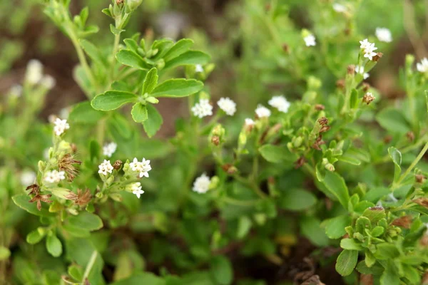 Weiße Blüten Von Stevia Blühen Und Verwischen Den Hintergrund Der — Stockfoto