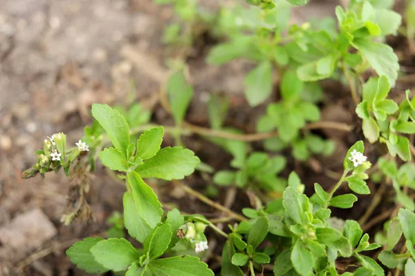 Grüne Blätter Von Stevia Auf Dem Obersten Baum Und Verwischen — Stockfoto