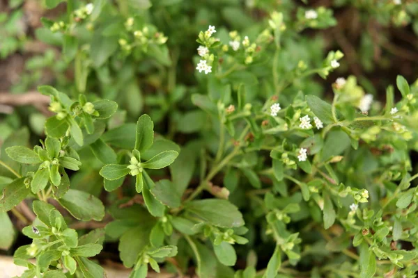 Hojas Verdes Stevia Brotes Borrosos Brote Otro Nombre Candyleaf Sweetleaf —  Fotos de Stock