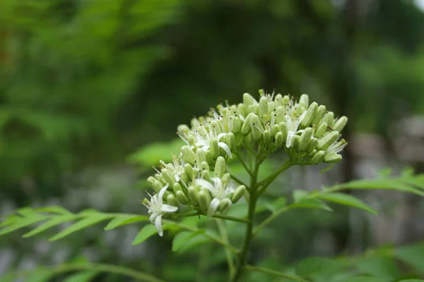 Blüten Von Curry Blättern Auf Zweig Junge Blume Und Einige — Stockfoto