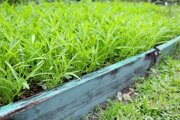 Chinese Morning Glory are growing in seedbed. Another name is Swamp Morning Glory or Water Morning Glory.