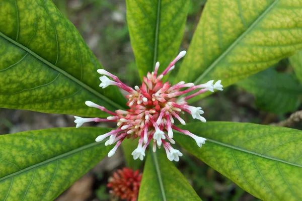 Indian Snake Root Rauwolfia Boom Witte Bloemen Tak Knop Bloei — Stockfoto