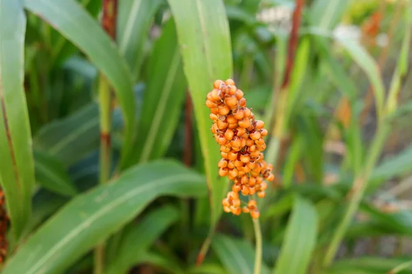 Light Orange Ripe Seed Millet Sorghum Branch Blur Green Leaves — Stock Photo, Image