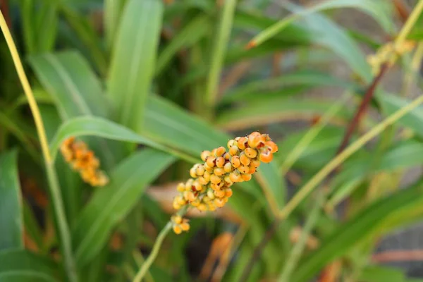 Light Orange Ripe Seed Millet Sorghum Branch Blur Green Leaves — Stock Photo, Image