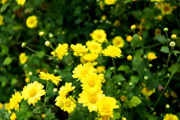 Flor Amarilla Brillante Del Crisantemo Chino Las Mamás Que Florecen — Foto de Stock