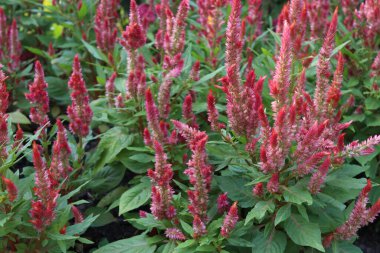 Kırmızı ve pembe çilingir çiçekleri ve yeşil yapraklar. Bir diğer isim Celosia Cristata veya Çin Yün Çiçeği, Tayland.