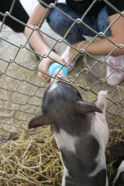 Παιδιά Ταΐζουν Γουρούνια Στο Κλουβί Γουρούνι Τρώει Γάλα Μπουκάλι — Φωτογραφία Αρχείου