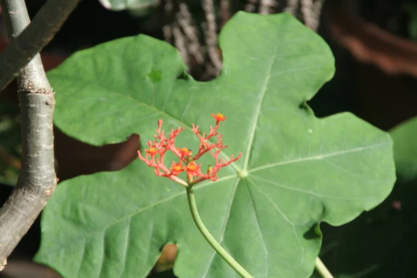 Fleurs Rouges Bouddha Plat Ventre Sur Branche Feuille Palmier Vert — Photo