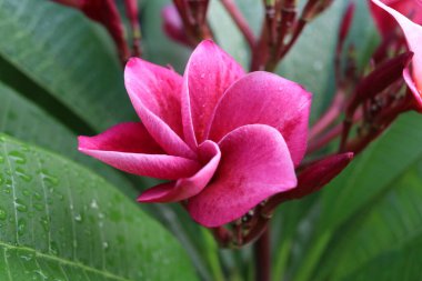 Koyu pembe Plumeria 'nın çiçeği dalda ve yeşil yaprakların arka planında, damlacıklar çiçek ve yaprakların üzerinde. Diğer isim Frangipani, Tapınak ağacı, Lunthom, Leelawadee.