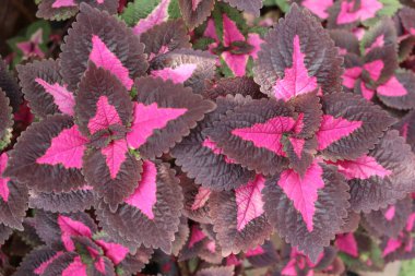 Boyalı Nettle arkaplanı, üst görünüm coleus arkaplanı.
