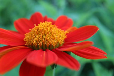 Kırmızı Meksika ayçiçeği manzarası ve bulanık yeşil arka plan.