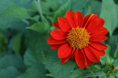 Üst manzara, kırmızı Meksika ayçiçeği açan ve yeşil yapraklı arka plan.