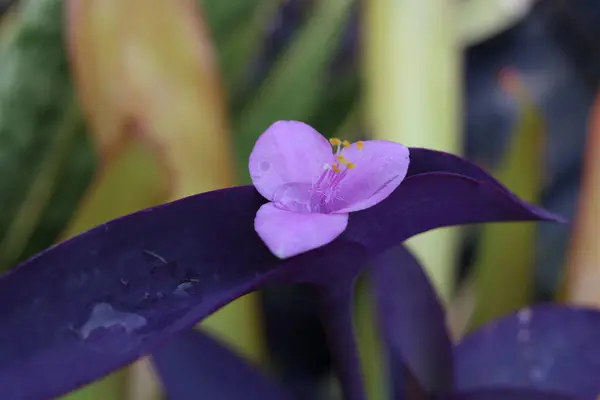 枝头上有紫色的心花 背景模糊的黄色雌蕊 花瓣上有一小滴水珠 另一个名字叫紫罗兰 — 图库照片