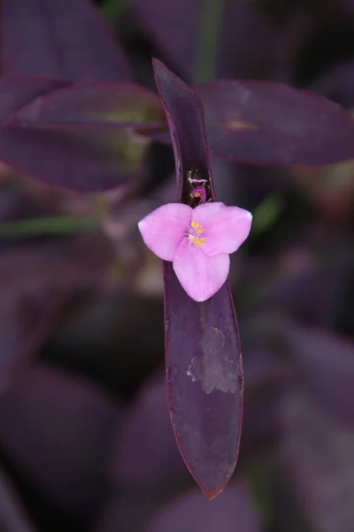 Ein Purple Heart Oder Purple Tradescantia Blume Auf Zweig Und — Stockfoto