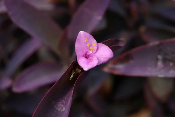 Eine Lila Herzblume Und Dunkelviolette Blätter Verschwimmen Den Hintergrund Ein — Stockfoto