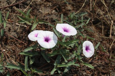 Thai Morning Glory ya da River Ispanak 'ın çiçekleri dalda ve yapraklarda çiçek açıyor. Bir diğer isim de Water Morning Glory, Swamp Morning Glory, Tayland.