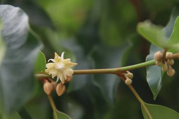 Bullet Wood Flower Blooming Brandh Buds Segment Branch Blur Green — Stock Photo, Image