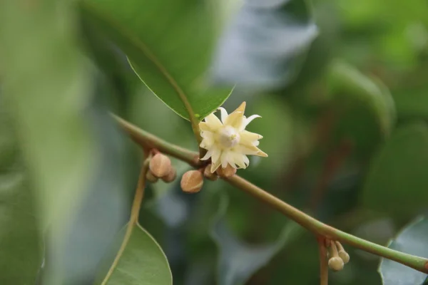 Bullet Wood Blommor Blommar Gren Och Suddiga Blad Bakgrund Thailand — Stockfoto