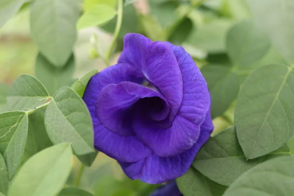 Butterfly Pea Flower Blooming Green Leaves Background Another Name Blue — Photo