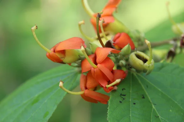 Orange Flowers East Indian Screw Green Leaves Branch Blur Background — Stockfoto