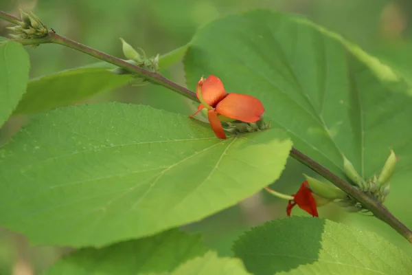 Zweig Des Ostindischen Schraubenbaums Leuchtend Orange Blüte Und Grüne Blätter — Stockfoto