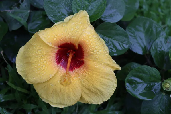 Yellow Flower Hawaiian Hibicus Dark Green Leaves Background Flower Center — Photo