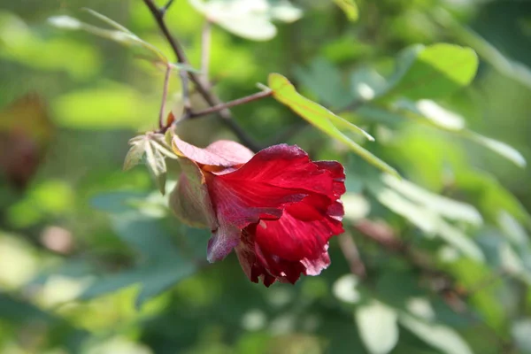 Rote Blume Von Ceylon Baumwolle Blüht Auf Zweigen Und Verschwimmen — Stockfoto