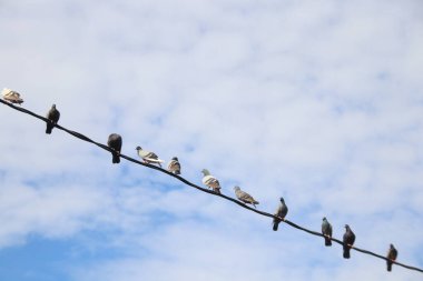 Güvercinler kabloyu yakalıyor ve beyaz bulutlar parlıyor..