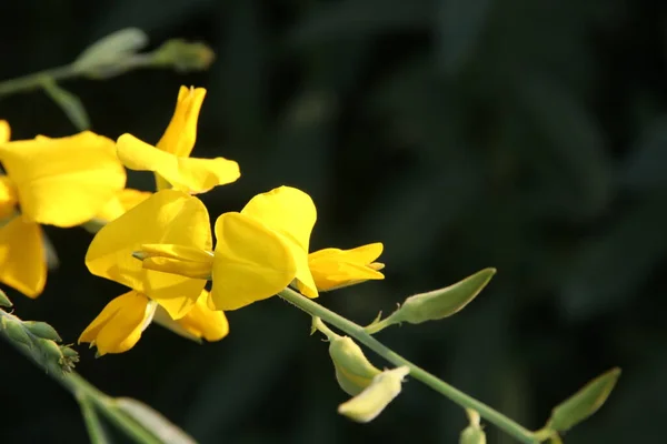 Una Rama Flores Amarillas Cáñamo Indio Fondo Oscuro Otro Nombre — Foto de Stock