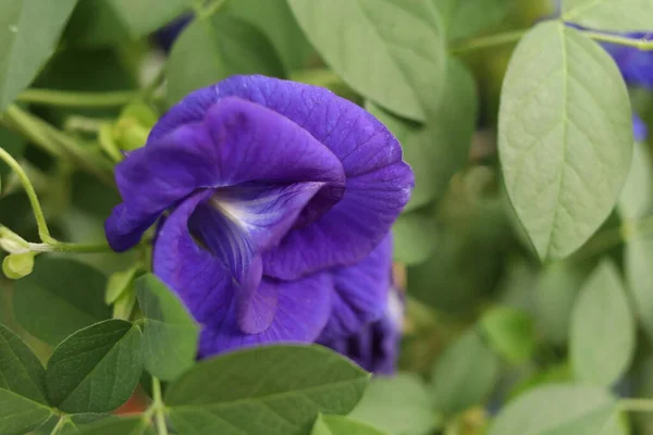 Butterfly Pea Flower Blooming Branch Blur Green Leaves Another Name — Fotografia de Stock