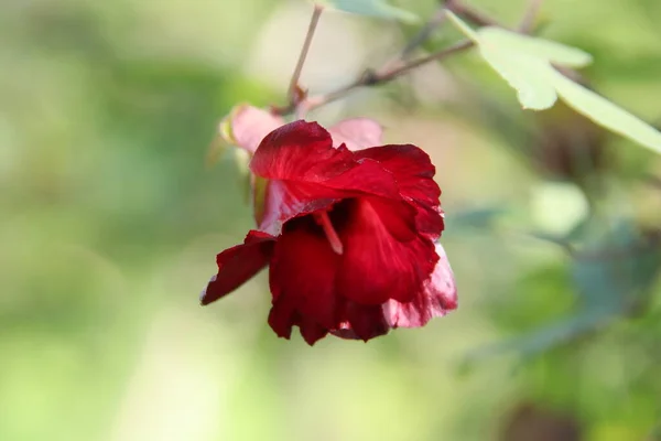 Floarea Roșie Copacului Bumbac Ceylon Fundalul Neclar Alt Nume Este — Fotografie, imagine de stoc