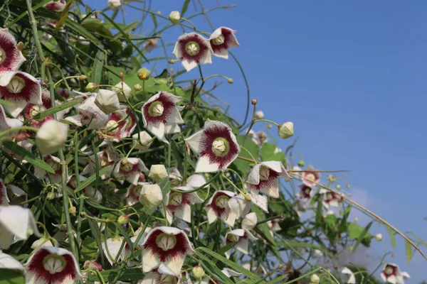 Weiße Blüten Von Rosy Milkweed Blühen Auf Büschen Und Blauem — Stockfoto