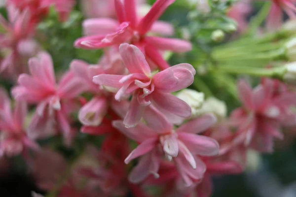 Rosa Rangoon Creeper Blumen Blühen Auf Strauß Und Verschwimmen Hintergrund — Stockfoto